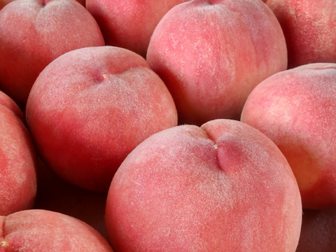 夏雄美(なつゆうび)5kg🍑【朝どれ】直送🍑朝採り🍑贈答用🍑夏