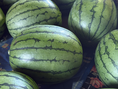 最初に実る特別な甘さのご褒美スイカ｜すいか・ピノガール2玉