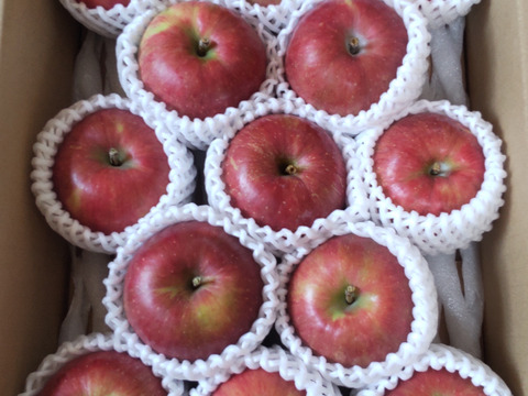 【夏あかり３ｋｇ】甘くて硬い味の濃い、日保ちする夏りんご。皮ごと食べられ、キャンプや夏山登山のおやつに最適！