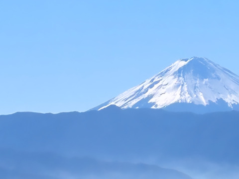 今年度最終出荷❗山梨県 巨峰の町 牧丘町【紫黒色の宝石】【最高峰牧丘の巨峰】1kg【2024年10月1日～発送】