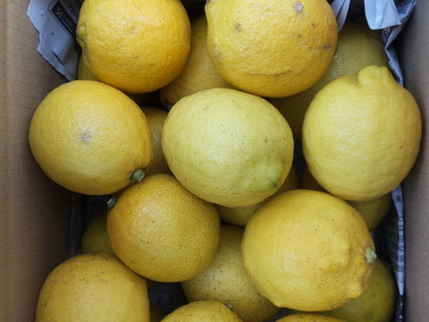 広島県産レモン、防腐剤、ワックス不使用　皮ごと使用できる 訳あり品  3ｋｇ(約32個)