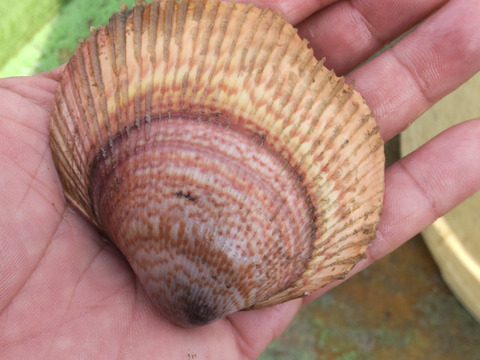 トリ貝約４㌔大中混ざります