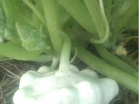 瀬戸内よりお届け！旬の野菜詰め合わせ便　Sサイズ（６～７品目）