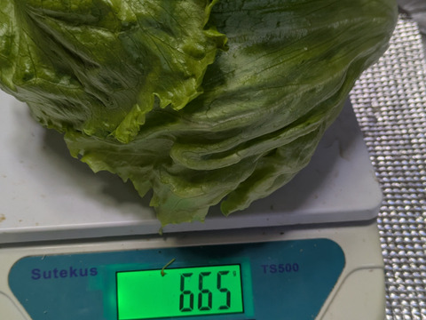 【香川県産】
サラダにおススメ👌しっかり重さがのったみずみずしい
レタス３玉セット