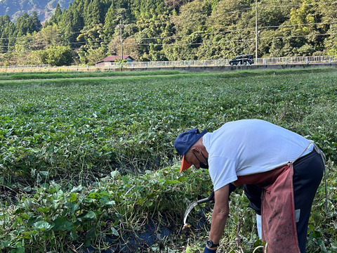 【栽培期間中農薬不使用】紅あずま３ｋｇ(箱入)　10月以降～発送予定！　熟成期間１ヶ月超！　さつまいも！