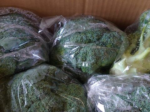 淡路島からのブロッコリー5株🥦　特別栽培農産物