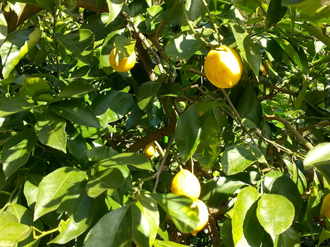 まるごと使えるレモン  1キロ