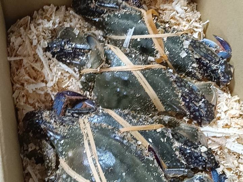 活梱包！1kg（約4杯）日本三景松島産☆ワタリガニ オス中サイズ ガザミ