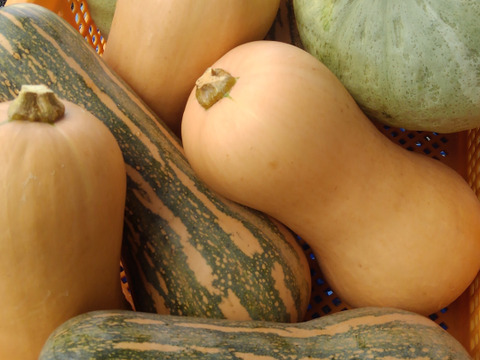 ＜うんまい！＞島かぼちゃ【８ｋｇ】