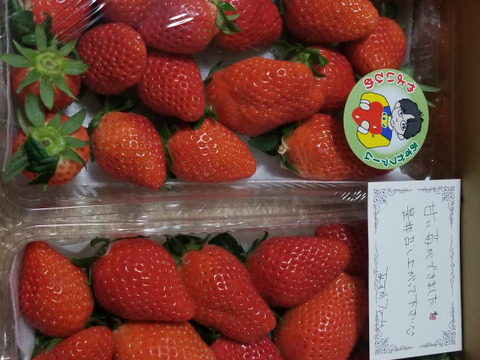 去年のコース商品と同じ品【大容量お得パック、2年連続品評会入賞🍓】やよいひめ 1kg どこにも無い味の濃さを皆様の元へお届けしたいと思いで作っているイチゴです