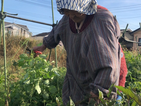 美温活💕自然栽培のカボス１kg🍊🍊✨✨✨あったかいんだからぁ🌰✨✨ばぁばのモノスゴイ果物😋❗❗✨✨✨