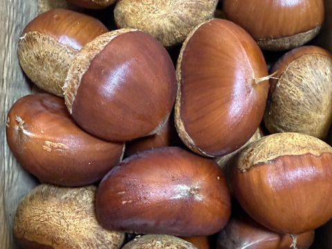 完売御礼☆ありがとうございました！【自然栽培】秋の味覚！　栗１kg　L～特大ミックス　ホクホク濃厚！旬の恵み