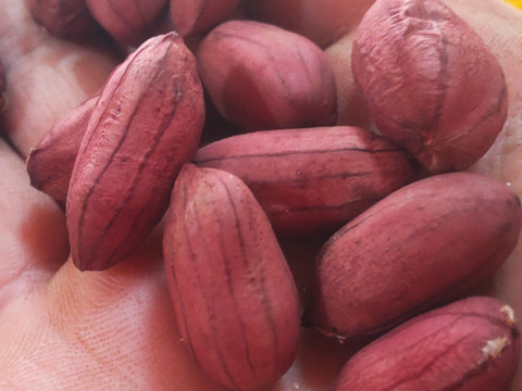 色付きゆで用落花生「はついろ」宅急便コンパクトいっぱい