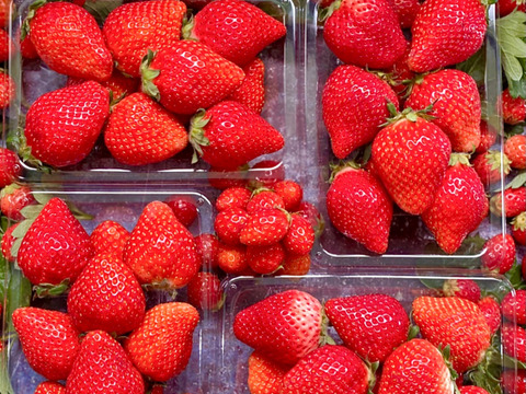 あっっっまくなったー❗️❗️❗️
髙橋農園の"完熟"とちおとめ🍓(4月ver)
1箱(4パック入り)