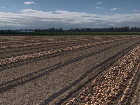 じゃがいもとうや約5kg(1箱)+メークイン玉ねぎ南瓜約5kg(1箱) 合計10kgセット💕4種食べ比べ‼️🧅🥔🎃【冬至までの限定販売】