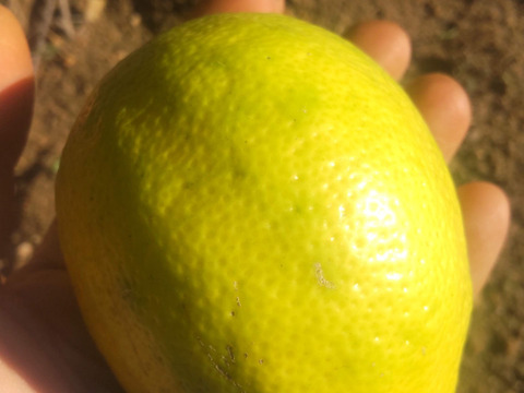 防腐剤、ワックス不使用　皮ごと使用  広島県産希少レモン 璃の香 訳あり品   ２kg(約13個入）即日発送可能