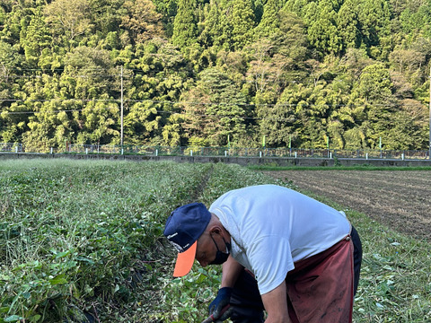 【紅あずまとったど～！】紅あずま１０ｋｇ(箱入)　10月以降～発送予定！　熟成期間１ヶ月超！　さつまいも！