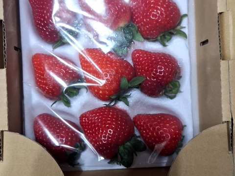 埼玉県産いちご　あまりん