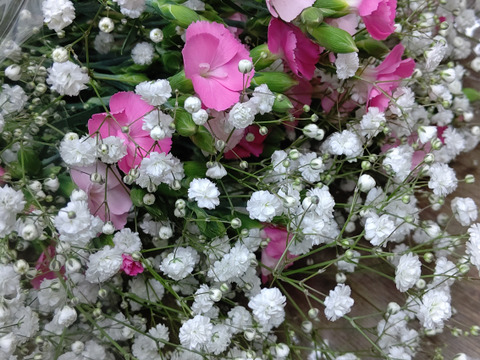 [季節限定]ソネット切花&カスミ草切花[混合１５本]