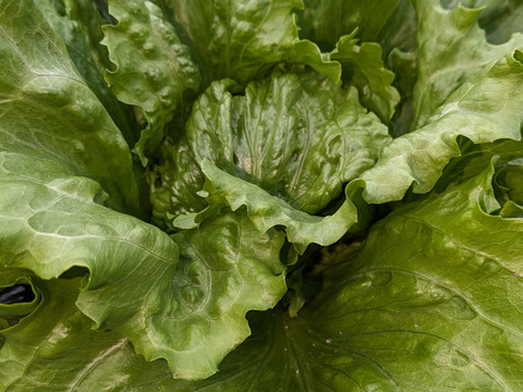 【香川県産】
サラダにおススメ👌しっかり重さがのったみずみずしい
レタス３玉セット