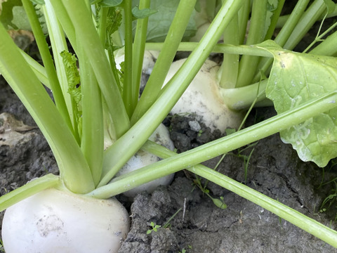 みずみずしい歌舞楽(カブラ)