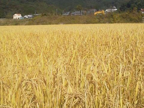 【新米令和７年産！】ヒノヒカリ10kg