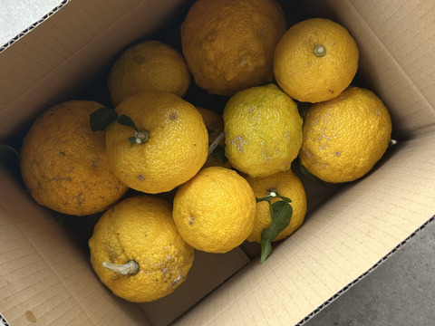 訳あり｜【期間中農薬不使用】豊田市旭産 『柚子』 2kg　※梱包込