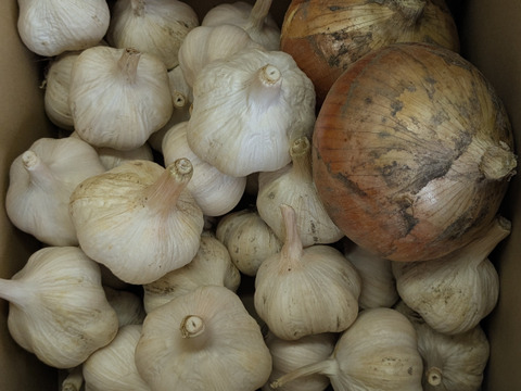 【ニンニク30個（Sサイズ）＋玉ねぎ2個】農薬・化学肥料・除草剤は不使用