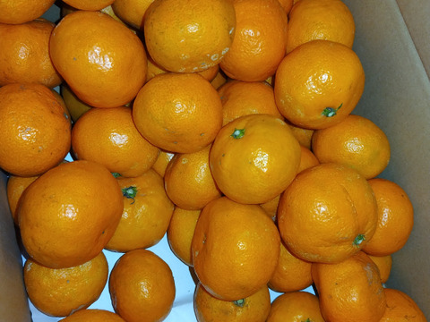 【販売開始】完熟早生ミカン 5㎏。サイズ混合。