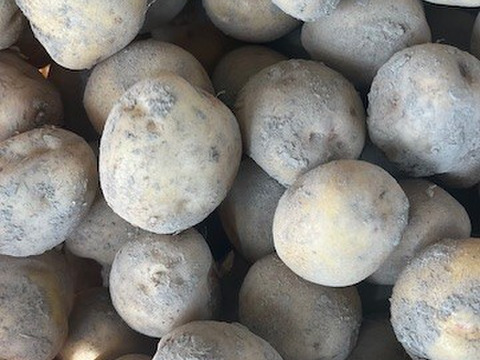 今が旬のおいしいじゃがいも　愛情たっぷりの「キタアカリ」３キロ　１個Ｌサイズ１１０ｇ～２Ｌ２２０ｇ