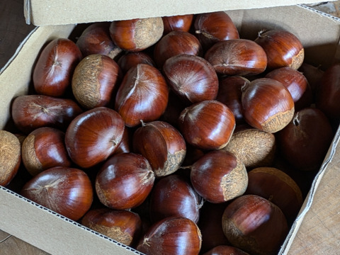 【農薬不使用＆大粒】北海道仁木町産生栗2kg