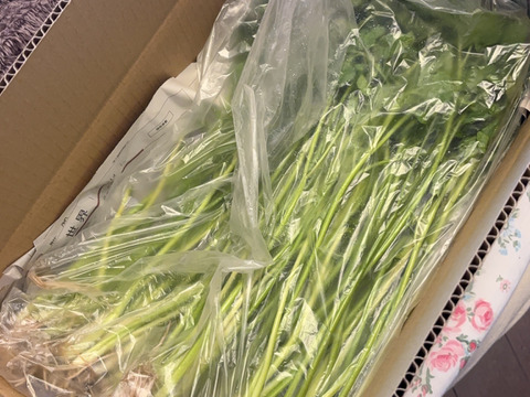 常温便　根っこまで楽しめる小川セリ　根付き　10束　約800g せり　芹