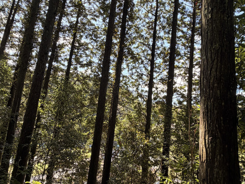 旬をいただく！愛知県豊田市旭産　コシアブラ 150ｇ