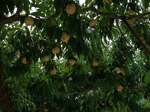 【特秀品】【朝どれ】おさだ農園の桃　山梨奨励品種　『なつっこ』　2㎏（6玉）