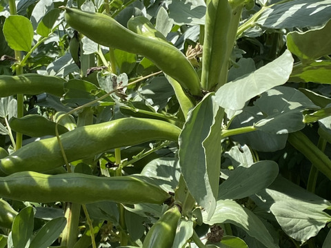 訳あり、旬の天豆(そら豆)