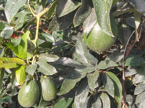 幻の国産アボカド1kg/「愛媛県産」
