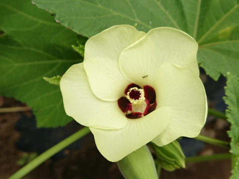 丸オクラ&オクラ食べ比べBOX(約1kg程度)