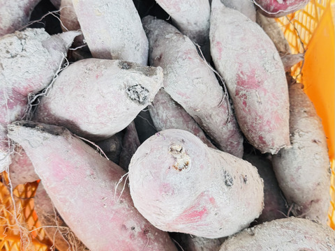 栽培期間中農薬不使用  1ヶ月熟成 訳ありシルクスイート　5kg