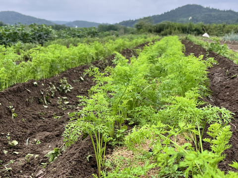 上品な美味しさ山内にんじん2キロ