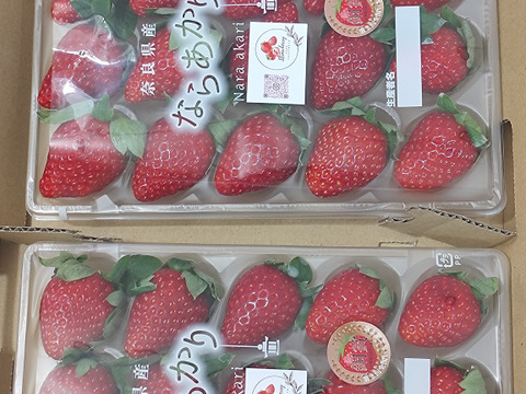 ならあかり　【いちご】500g 奈良県　いちご　苺　イチゴ