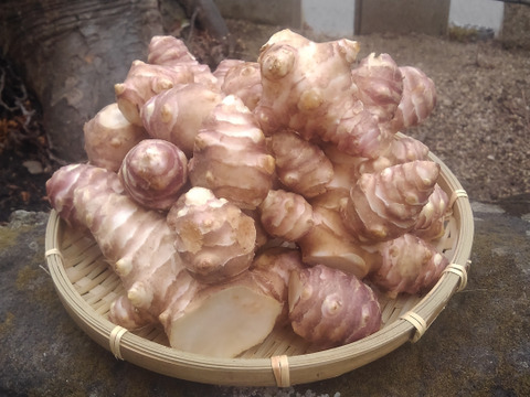 【仮洗浄済み！】イヌリンたっぷり♪香川県産紅キクイモ　3.5kg(きくいも、菊芋)