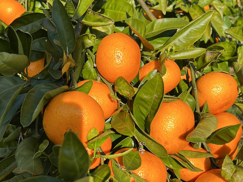 【柑橘おまけ付き】湘南&青島みかんストレートジュース500ml2本＆八朔ストレートジュース500ml2本セット熨斗対応可