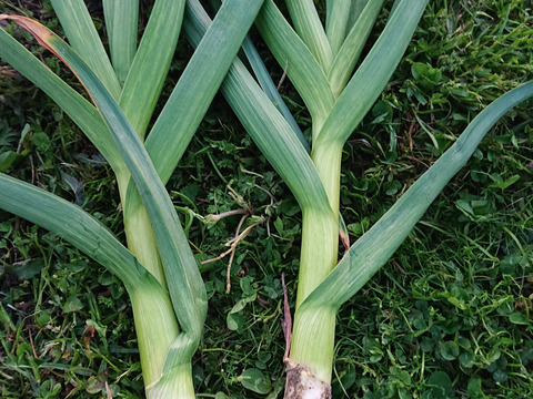 【自然栽培】新ニンニク【期間限定販売】1kgホワイト 六片 ニンニク　固定種使用 自然栽培 淡路島で大切に育てました。 無肥料 農薬不使用 12000円