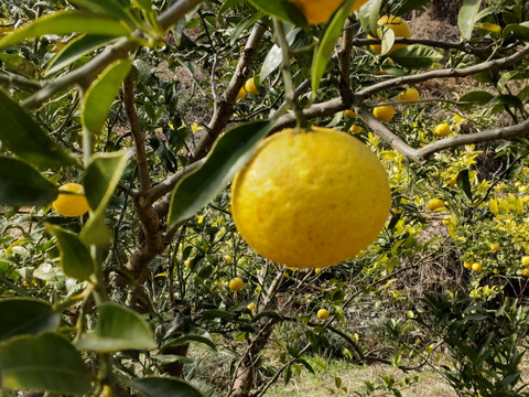 爽やかで甘い「黄金柑1㎏」「愛媛県産」