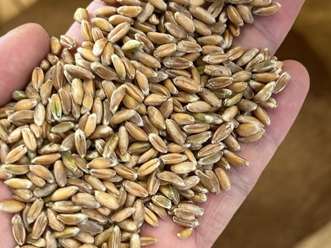 【小麦の祖先？】有機古代小麦 ブラックエンマー玄麦 900g 2025年産  北海道 十勝 ほんべつ産   ※小麦粉じゃありません