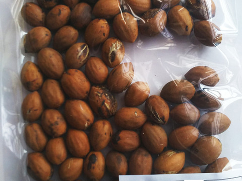 【数量限定 縁起物】榧（かや）の実 漢方 和製アーモンド 自然栽培 しめ飾りにも