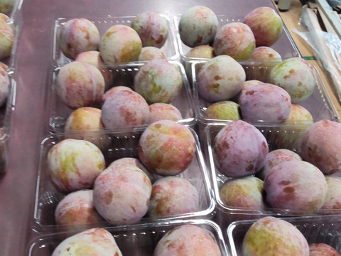 【訳あり】山梨県産プラム ソルダムご家庭用　約1.5kg(12個～16個入り）