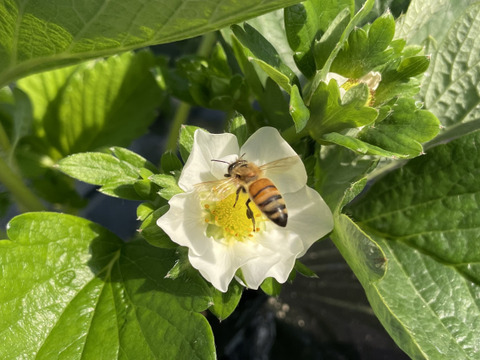 徳島県産『さちのか』おまかせハコいちご
