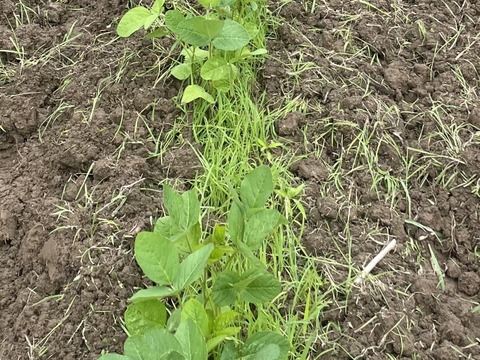 きてらのくろくろ黒大豆-500g-B品-農薬不使用