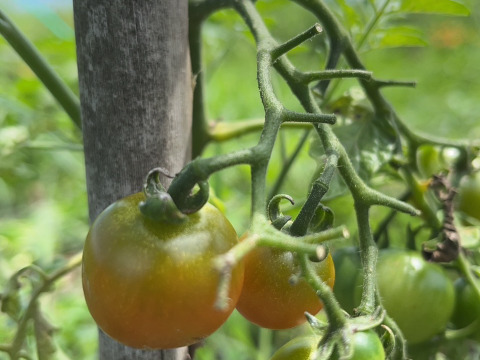 【淡路島 自然栽培 固定種 ズッキーニ】2キロ 無肥料 農薬不使用　サラダにお新香、グリルにソテー、緑色白ズッキーニ（UFO）食べ比べ